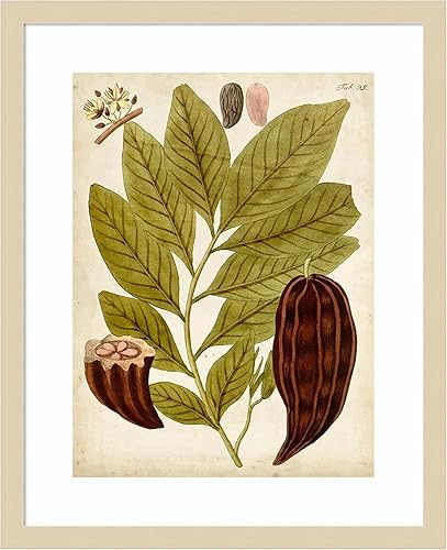 Amanti Art Lienzo decorativo para pared de 21 x 17 pulgadas, muestra hortícola III, arte de pared de flores, decoración vintage, pintura de póster