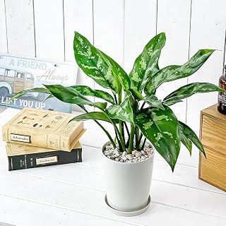 PLANCHU 観葉植物 アグラオネマ マリア 4号鉢 受け皿付き 育て方説明書付き Aglaonema ‘Maria’ 幸せを招くタイの宝石 アロイド