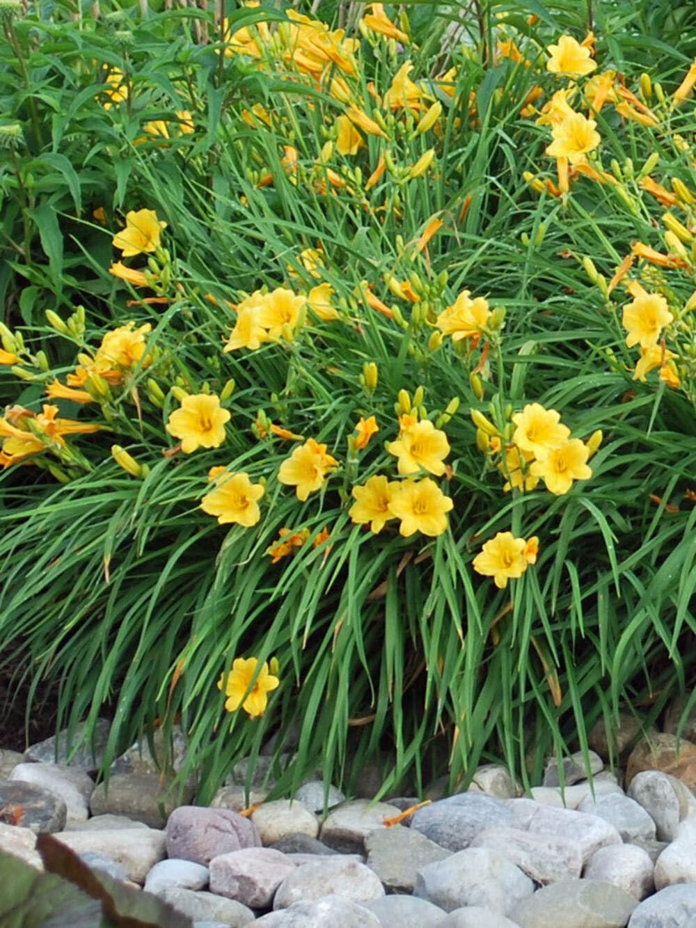 Perennial Farm Marketplace Stella de Oro Container