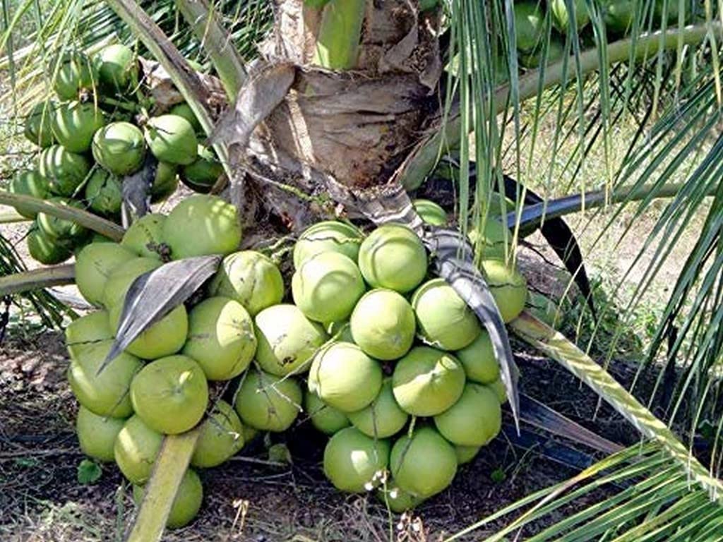 See full amazon price history chart for OhhSome Live Dwarf Rare Ganga Bondam Coconut Tree Plant (1 Healthy Fruit) Seedling (Healthy Plant) OhhSome Live Dwarf Rare Ganga Bondam Coconut Tree Plant (1 Healthy Fruit) Seedling (Healthy Plant) (B09QT5JCHN) Amazon Price History, Amazon Price Tracker
