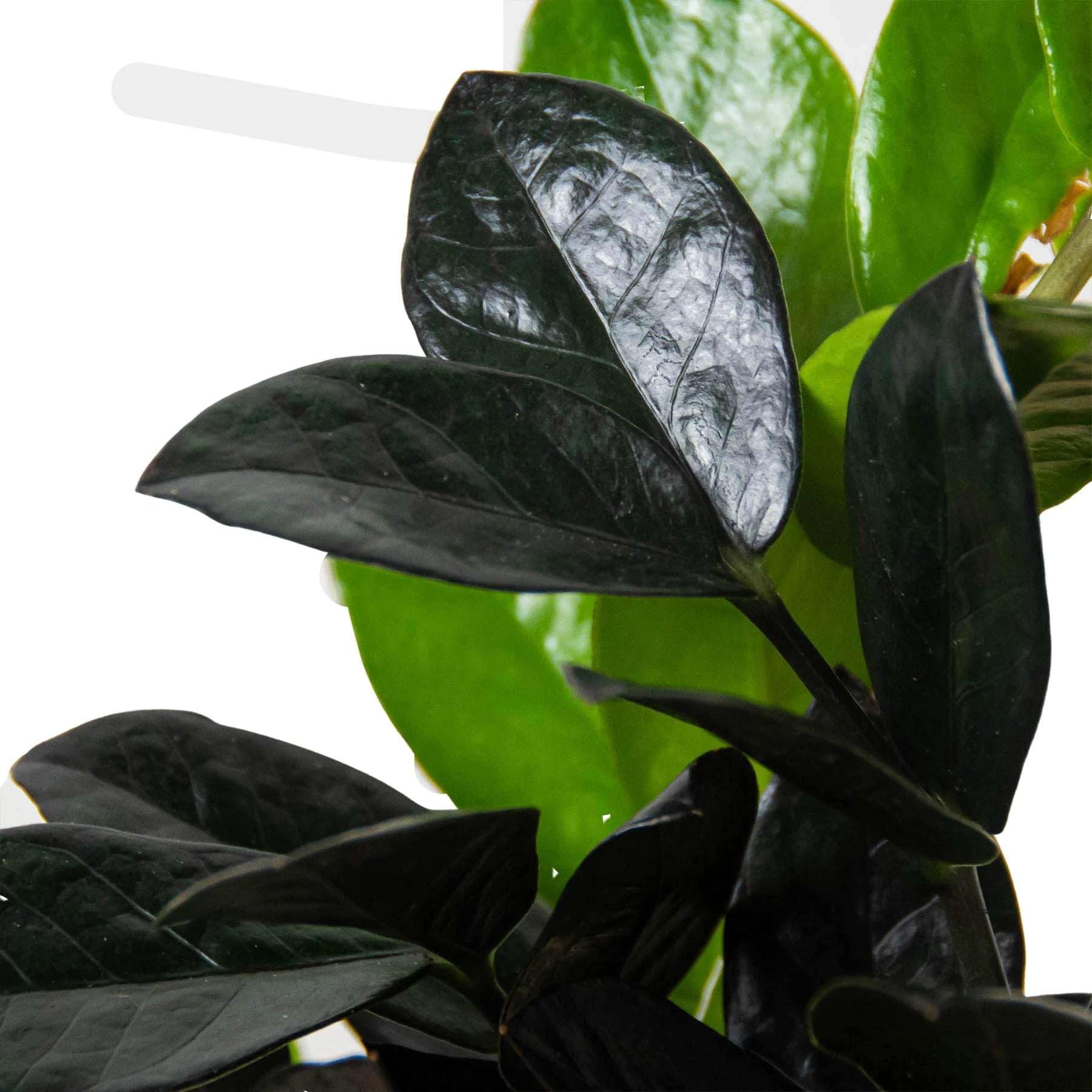 seeds of medicinal plants Organo Republic - 15 Medicinal & Tea Herb Seeds Varieties