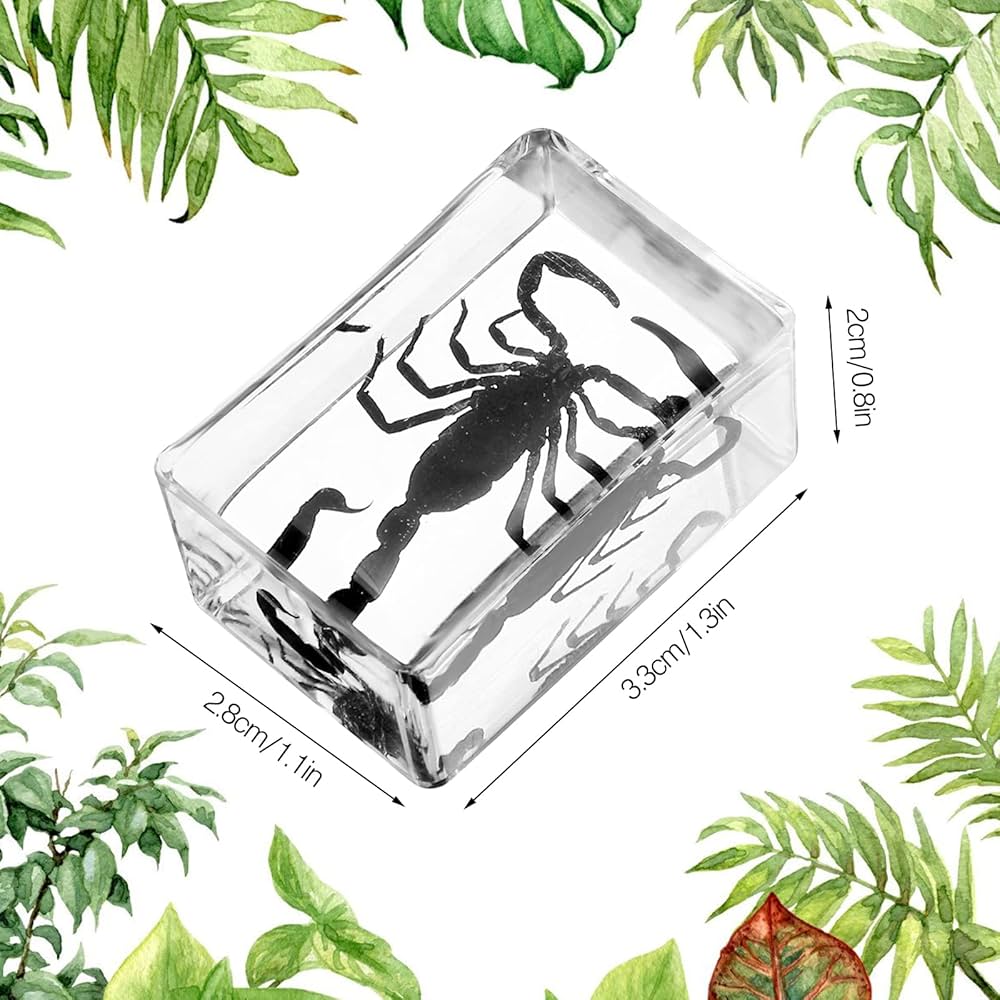 6 Large Size Insect In Resin Specimen, Bugs Collection Paperweights Spiders Specimen For Kids