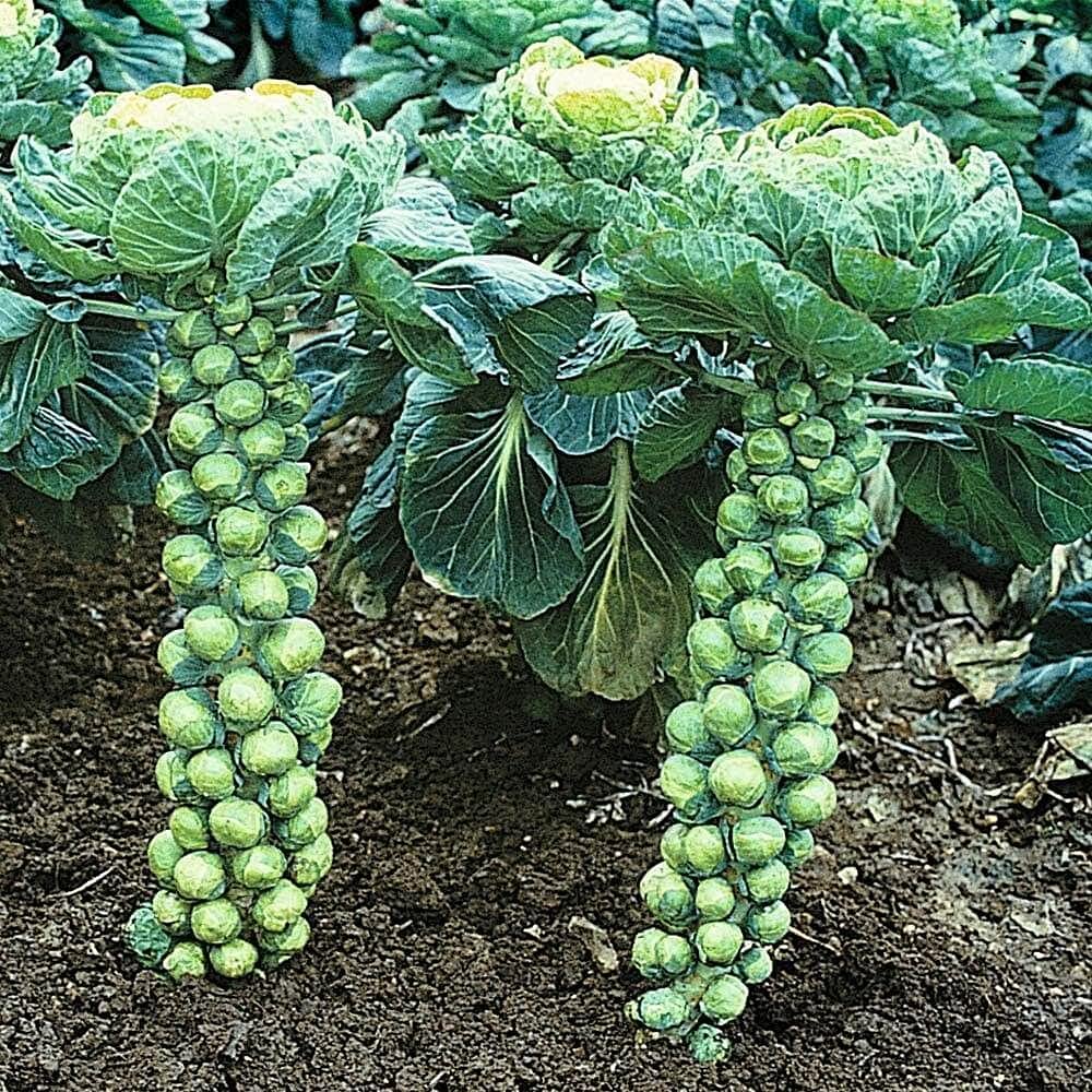 LIVE GREEN Vegetable Seeds | Brussel Sprouts F1 Hybrid Seeds For Home Gardening (100 seeds pack) (B09BV5WDY9) Amazon Price History, Amazon Price Tracker