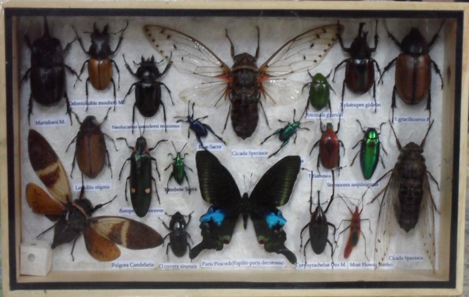 Amazon.com: REAL Multiple INSECTS BEETLES Butterflies Collection in ...
