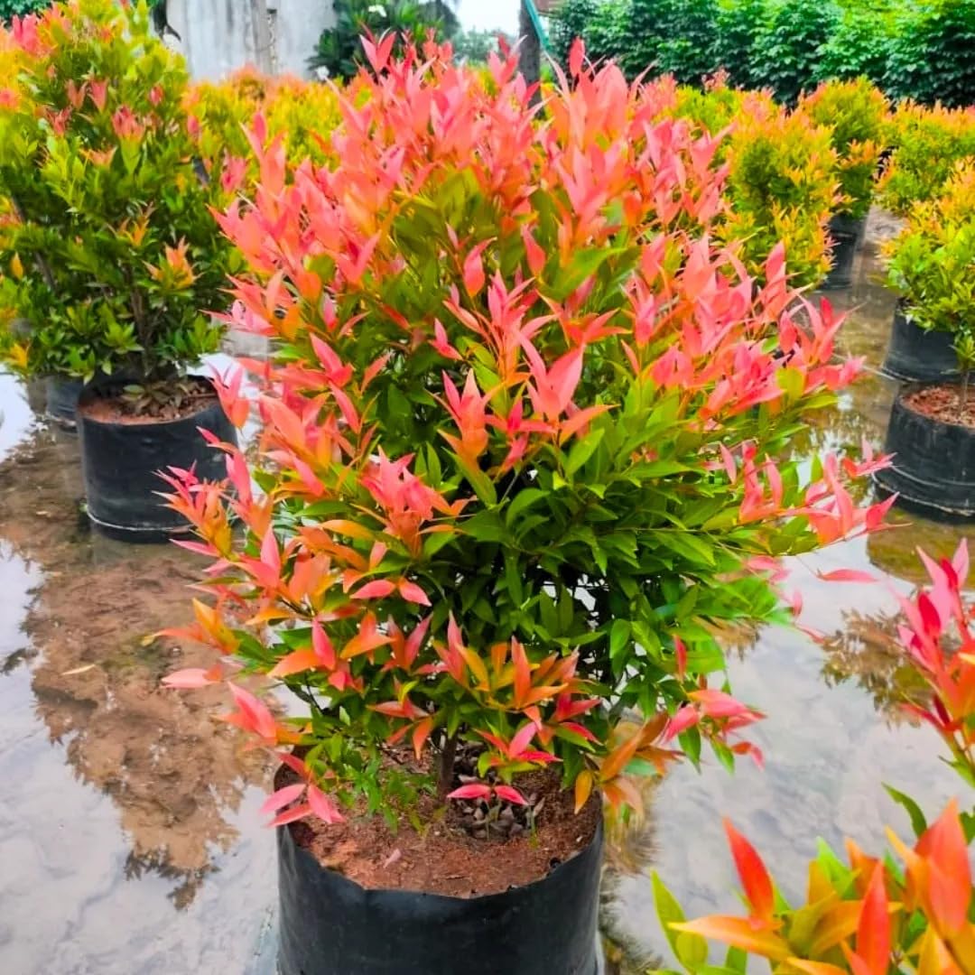 Golden Bloom Eugenia Red Syzygium Gratum Fence Plant With Black Pot (Healthy Live Plant) (Pack of 1 Healthy Live Plant)-image-24