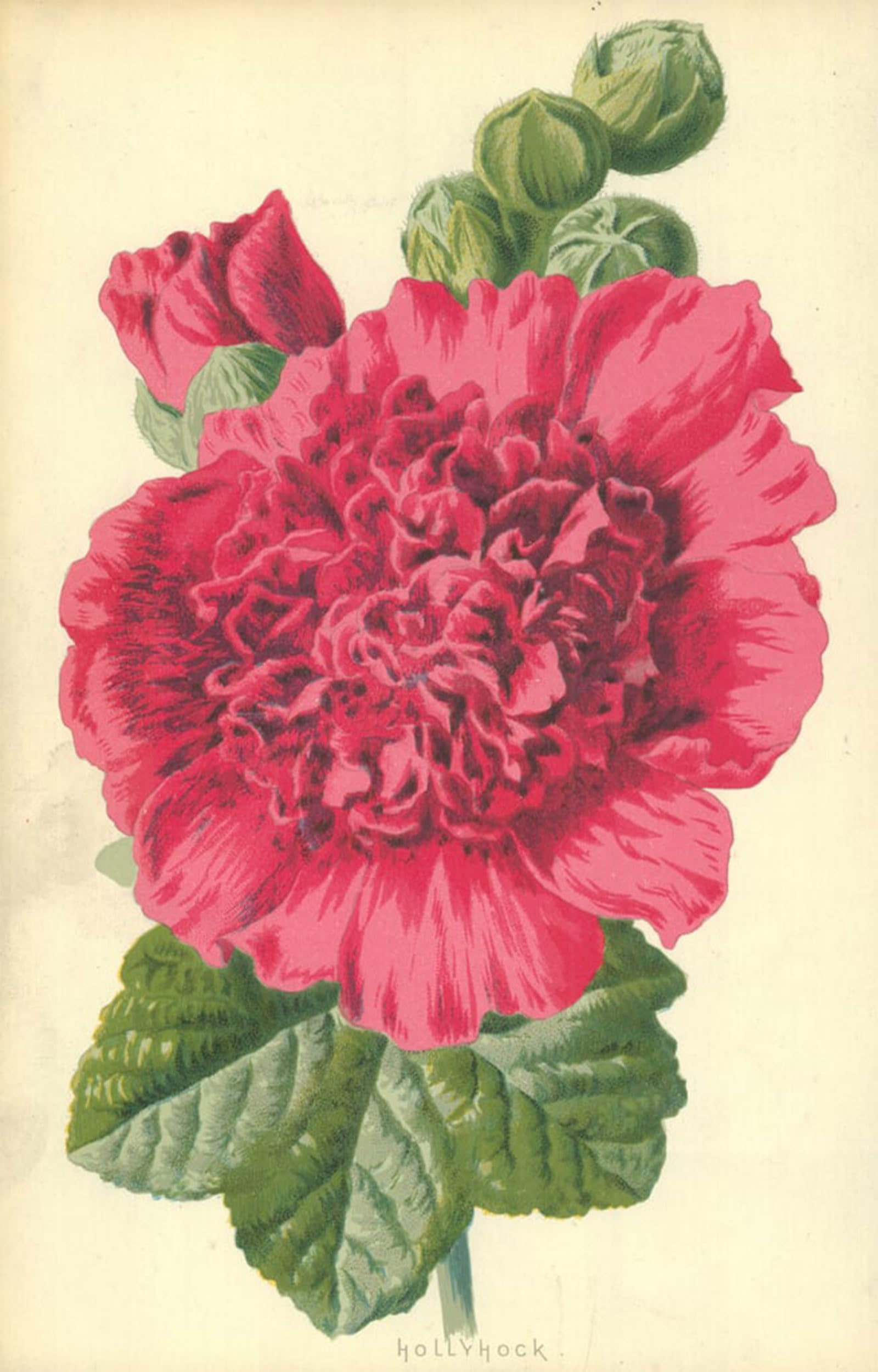 ARTXLXXBN Famous Painting Canvas Artwork Graffiti Print Hollyhock by Frederick Edward Hulme Portrait Canvas Image for Home Decor 60x90cm