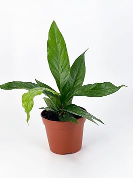 Wekiva Foliage Wavy Anthurium