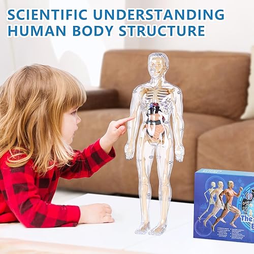 Miniatura 7 de Modelo de cuerpo humano para niños, cuerpo totalmente transparente, 29 piezas de figura de anatomía 3D, órganos extraíbles, juguete STEM de huesos