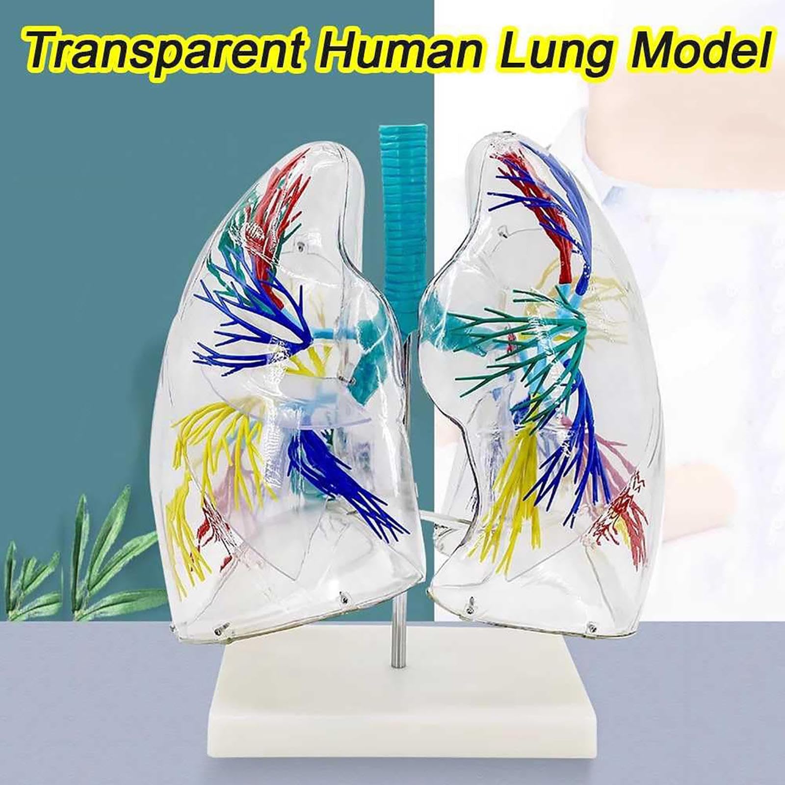 Human 2X Life Size With Transparent Lungs - Anatomical Study Tool For ...