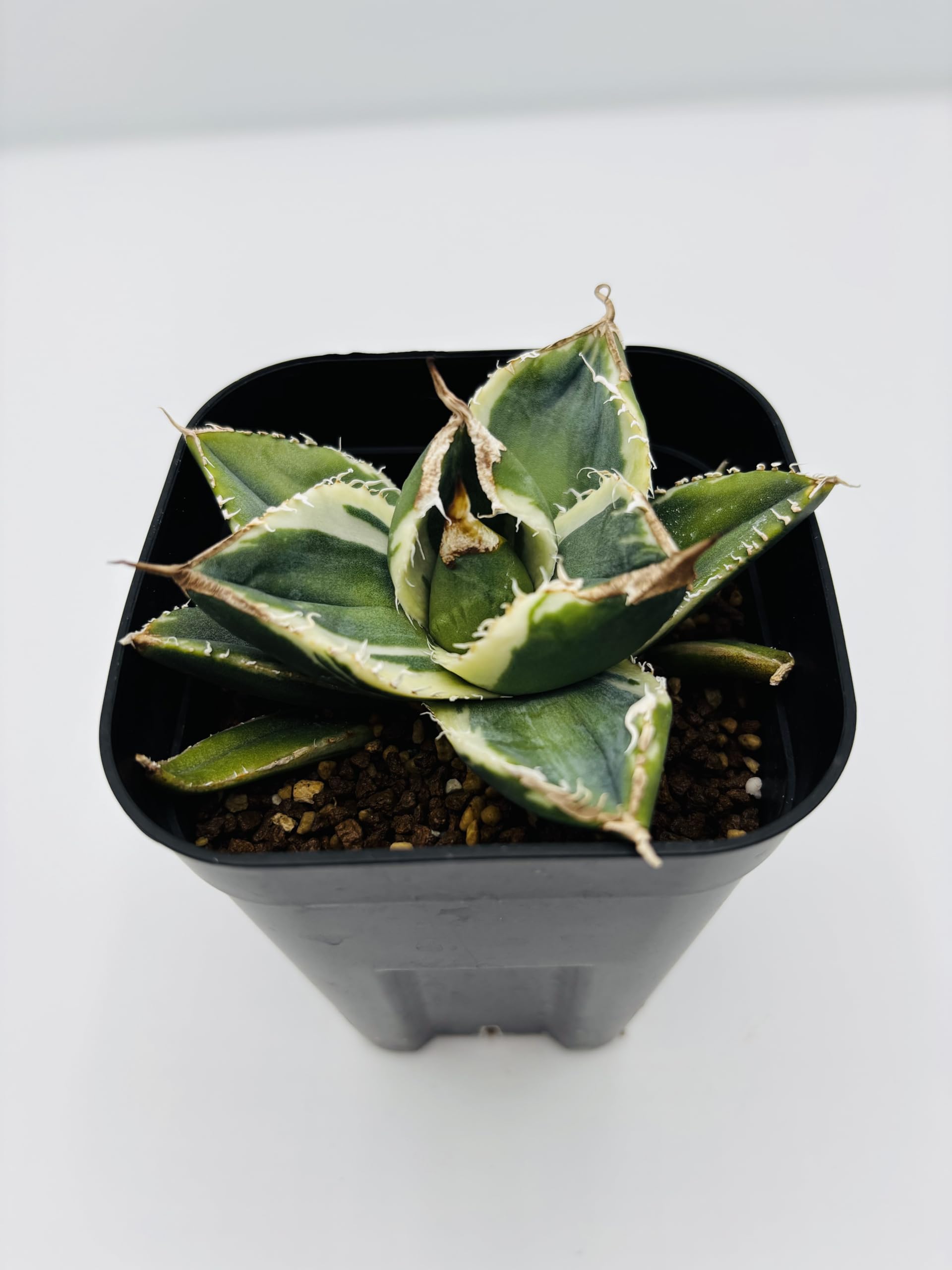 Amazon｜アガベ チタノタ SAD/Agave titanota 'South Africa Diamond