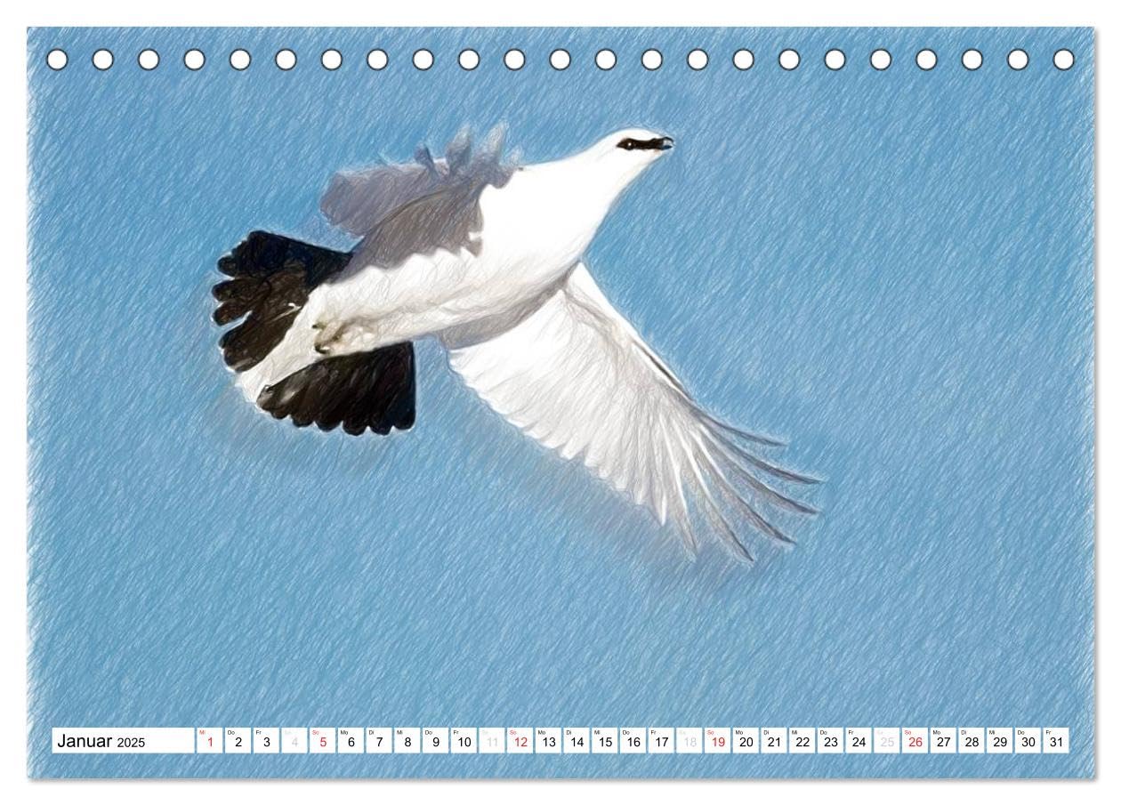 Schottlands Vogelwelt - Ein Porträt in Zeichnungen (Tischkalender 2025 DIN A5 quer), CALVENDO Monatskalender: Dieser Kalender ist ein Streifzug durch ... in farbigen Zeichnungen (CALVENDO Natur)