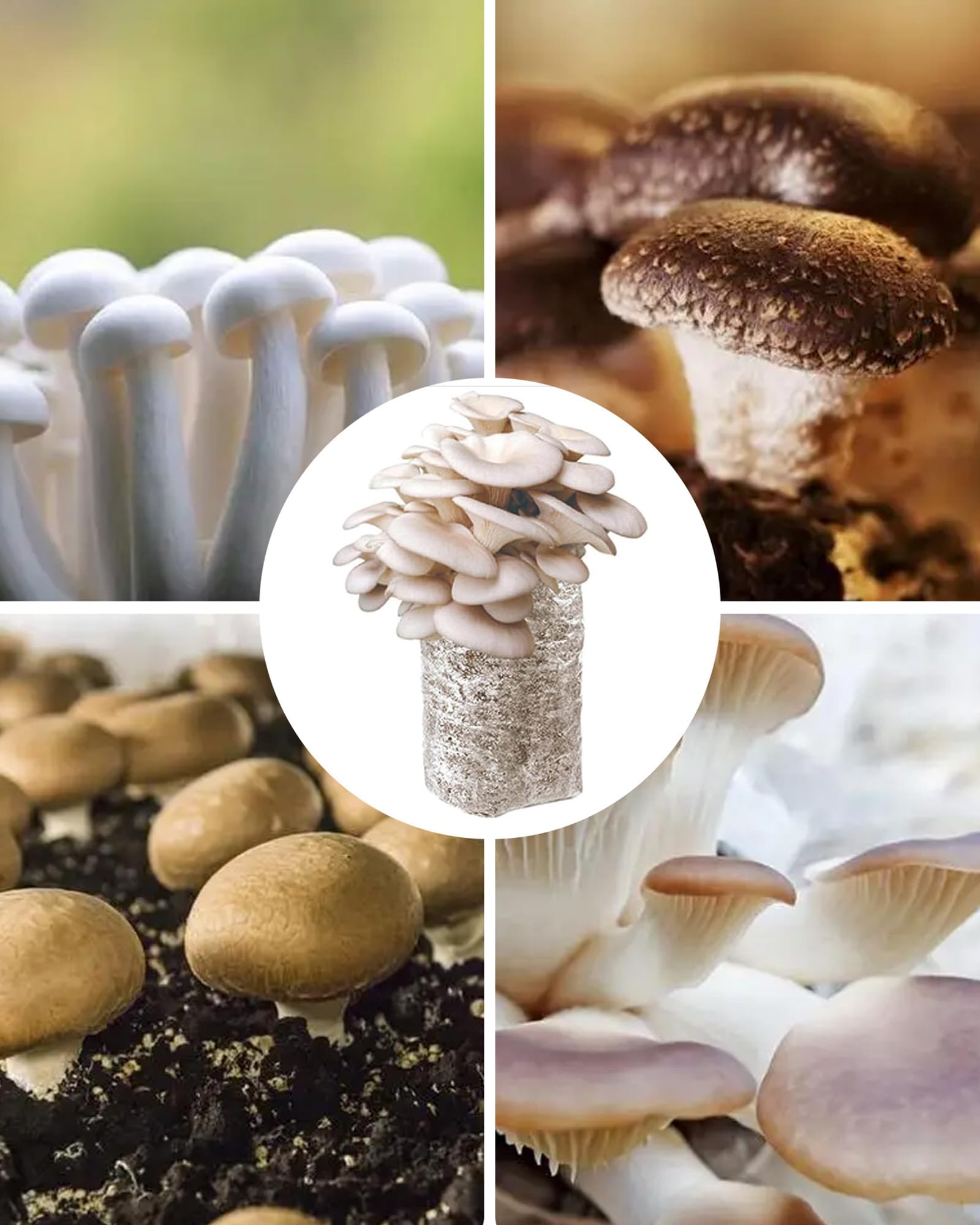 Lot de 50 sacs de culture de champignons : sacs de culture de champignons transparents pour champignons, Enoki, Shiitake, céréales, pleurotes (32 x 50 cm)