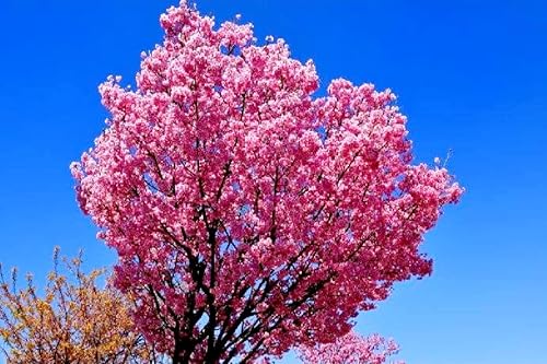 Miniatura 4 de 50 semillas de flor de cerezo japonés, flor rara y resistente rápida Sakura Bonsai