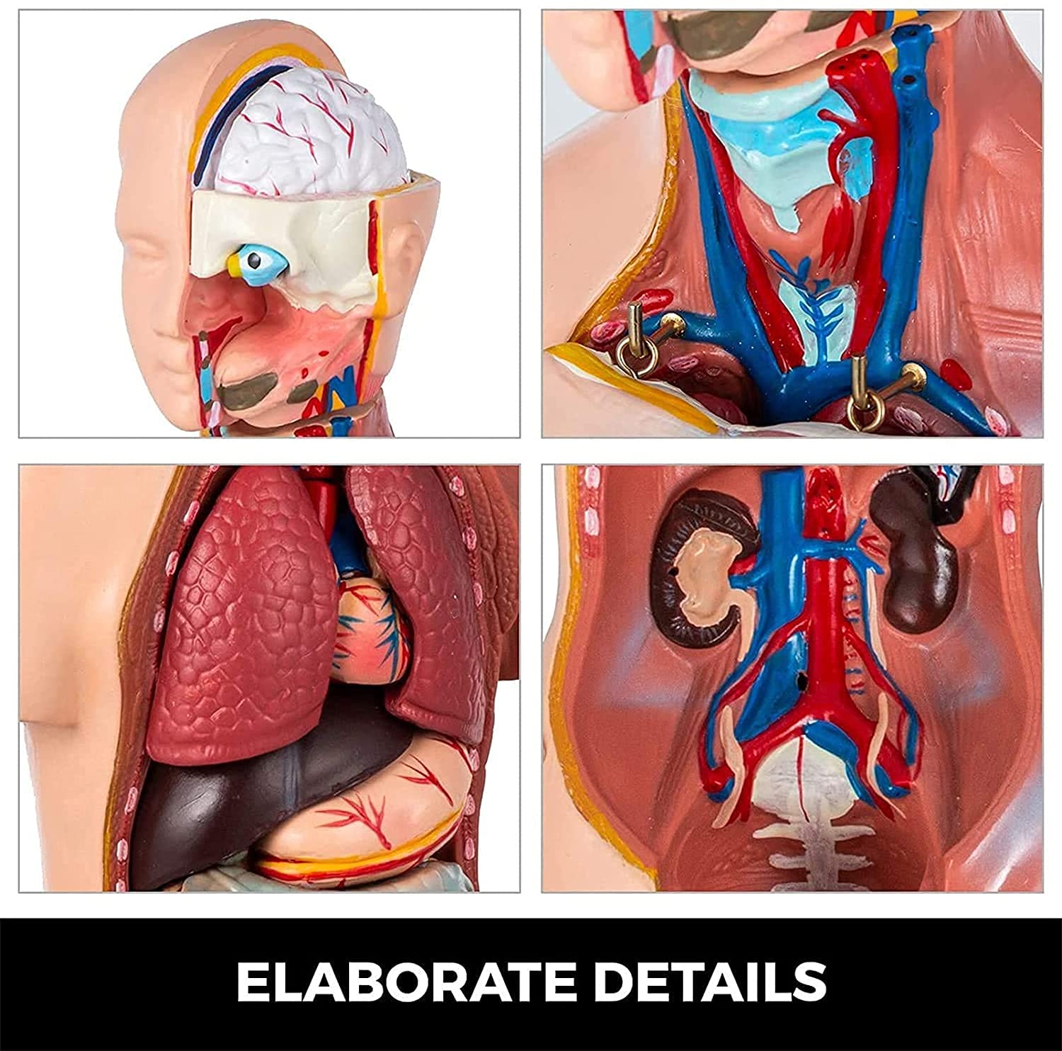 Modelo de anatomía del torso humano, 23 piezas, 45 cm, tamaño real, herramienta de enseñanza médica educativa
