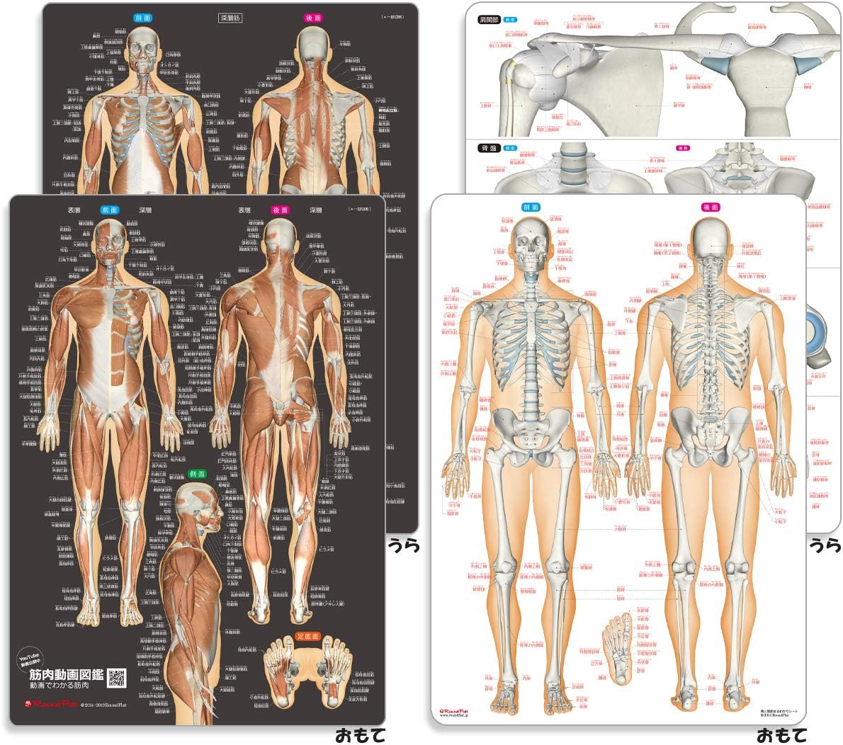 Amazon 筋肉まるわかり 骨と関節まるわかりシートセット 2枚組 文房具 オフィス用品 文房具 オフィス用品
