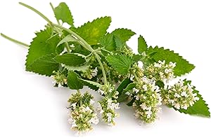 Cat Nip Plants Live: Grow Your Own All-Natural Catnip Herb Garden