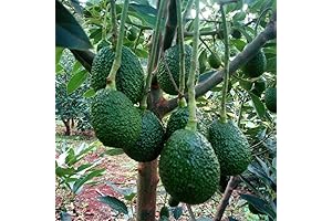 Hass Avocado Tree: A Patio-Friendly Treat
