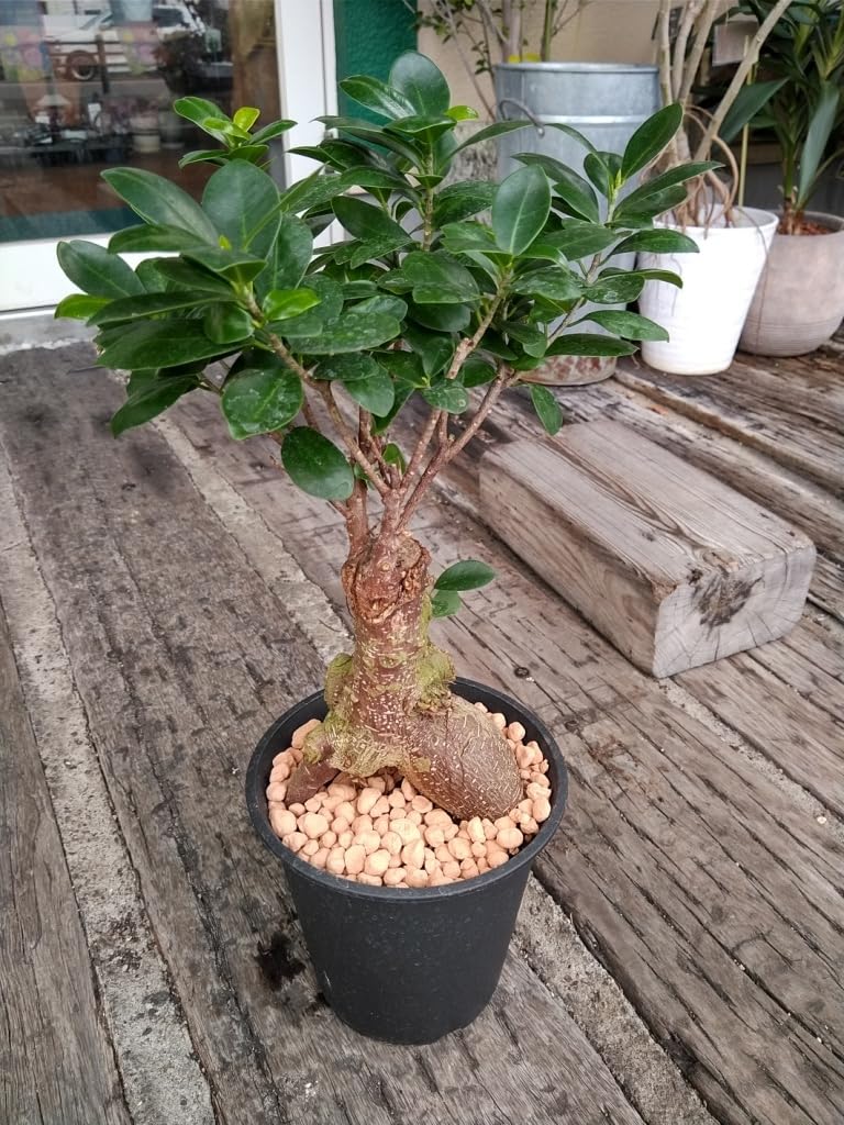 ガジュマル　 Amazon.co.jp: 精霊の宿る木ガジュマル＊Ficus microcarpa＊多幸