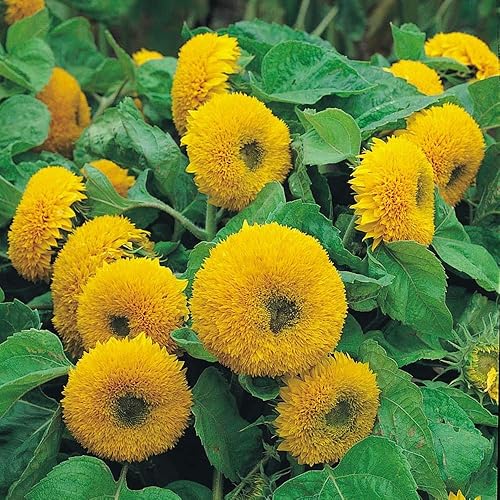 100 semillas de girasol de oso de peluche enano para plantar, 0.07 oz, 24-36 pulgadas de alto, sin OMG, reliquia rosada de EE. UU., abeja