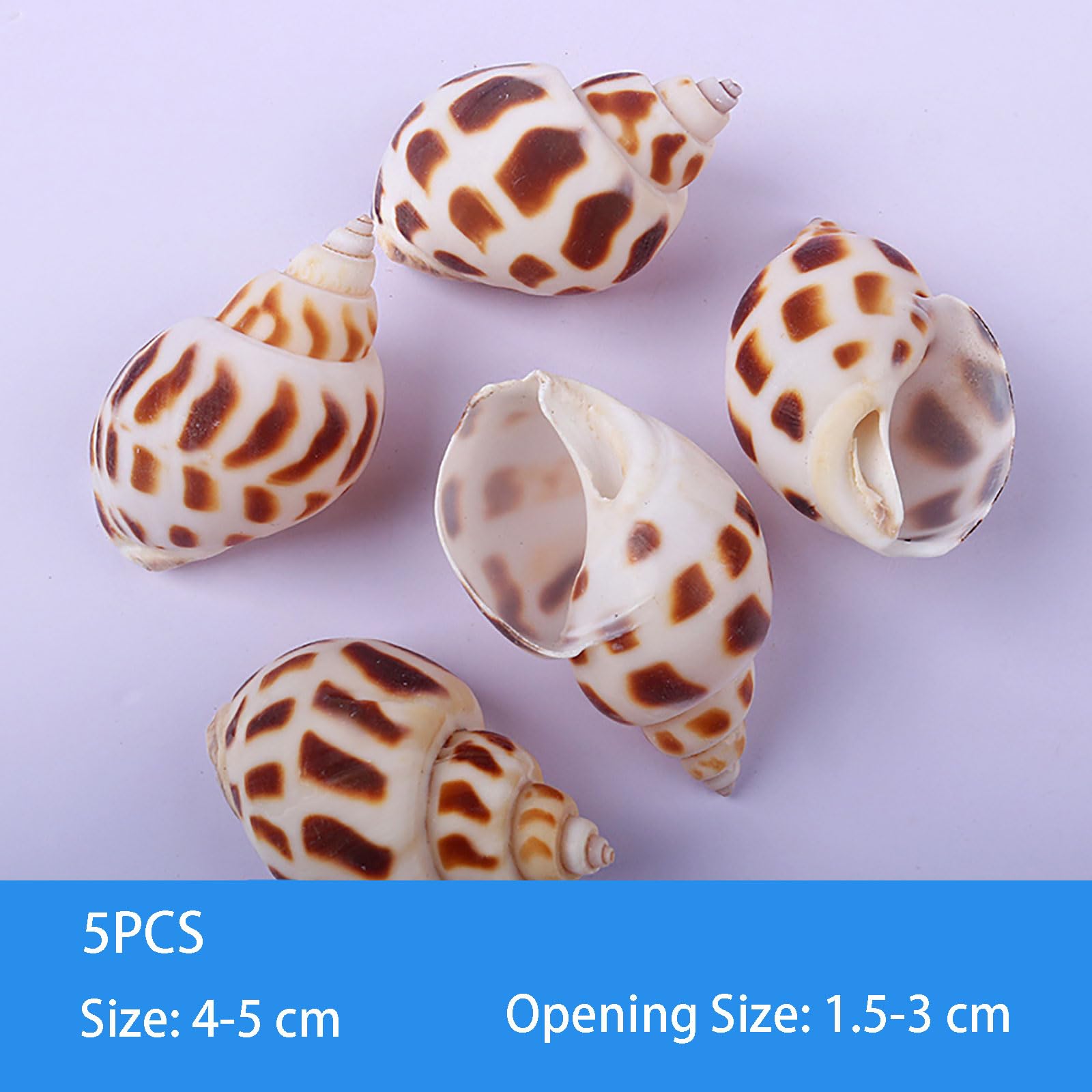 Conchiglie Decorative, Grandi Conchiglie for Decorazioni, Conchiglie di paguro, Conchiglie di paguro Piccole e Medie, Forniture for paguro, Conchiglie for la Sostituzione di paguri