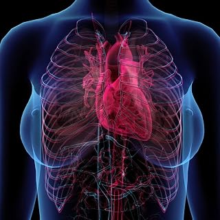 Posterazzi PSTHAG700061H Female Chest with Heart and Circulatory System, x-ray Style Photo Print, 11 x 17, Multi