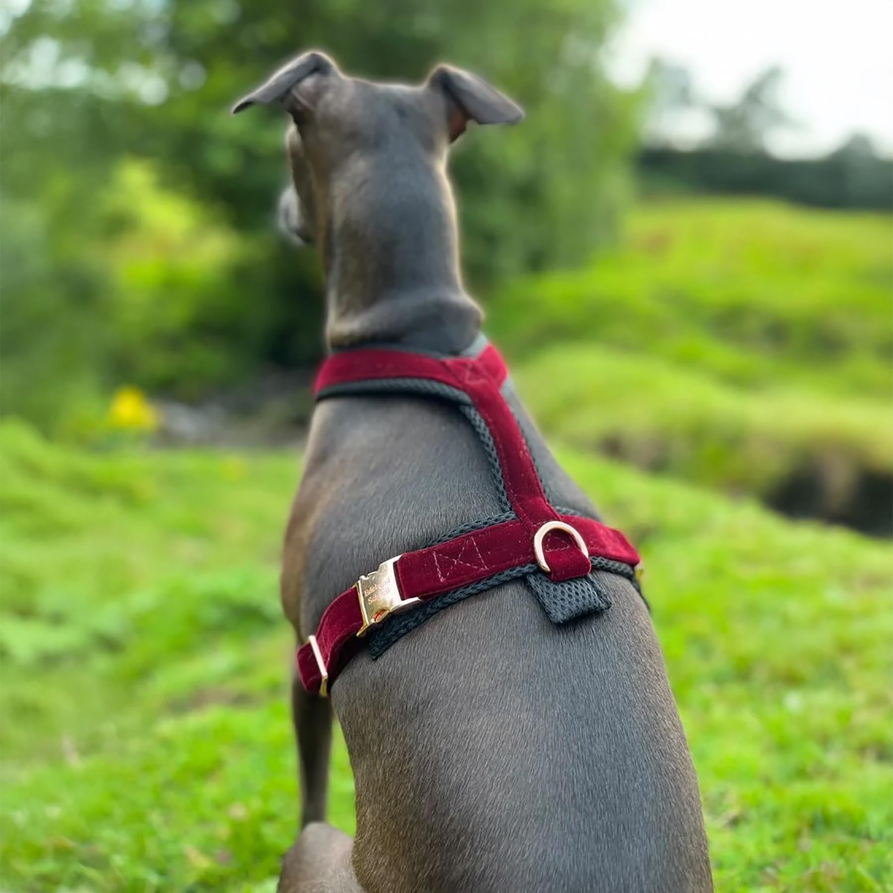EDEL&SCHNELL Whippet Galgo Greyhound Windhund Hundegeschirr dunkelrot Größe XS Geschirr für kleine Hunde aus Samt