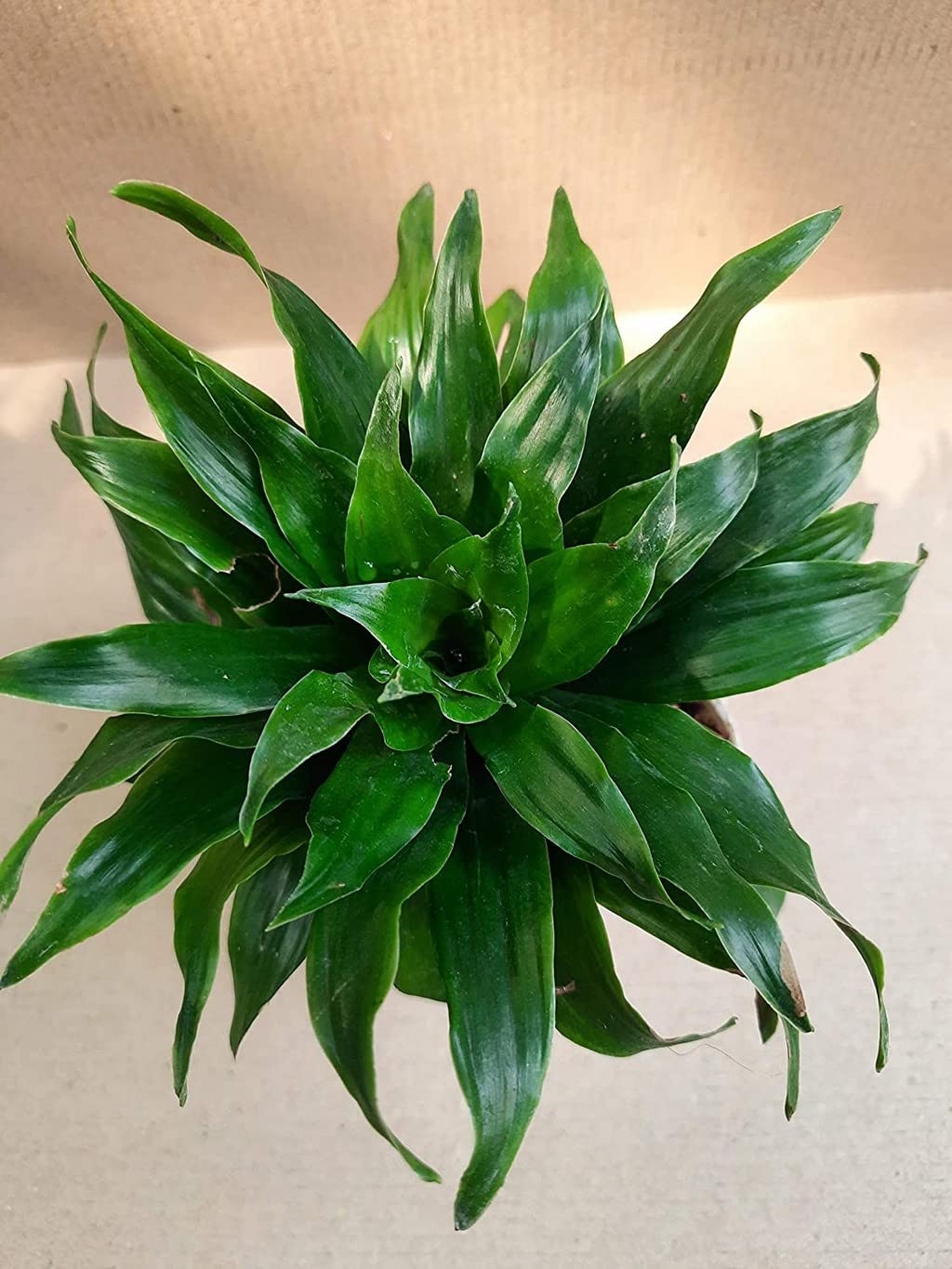 OhhSome Plant For Study Table Good Luck Air Purifying Dracaena Compacta Green Janet Craig Indoor Office Desk Compact|Rounded |Balcony|Bedroom|Balcony Garden (Healthy Live Plant) (B09L8HD44T) Amazon Price History, Amazon Price Tracker
