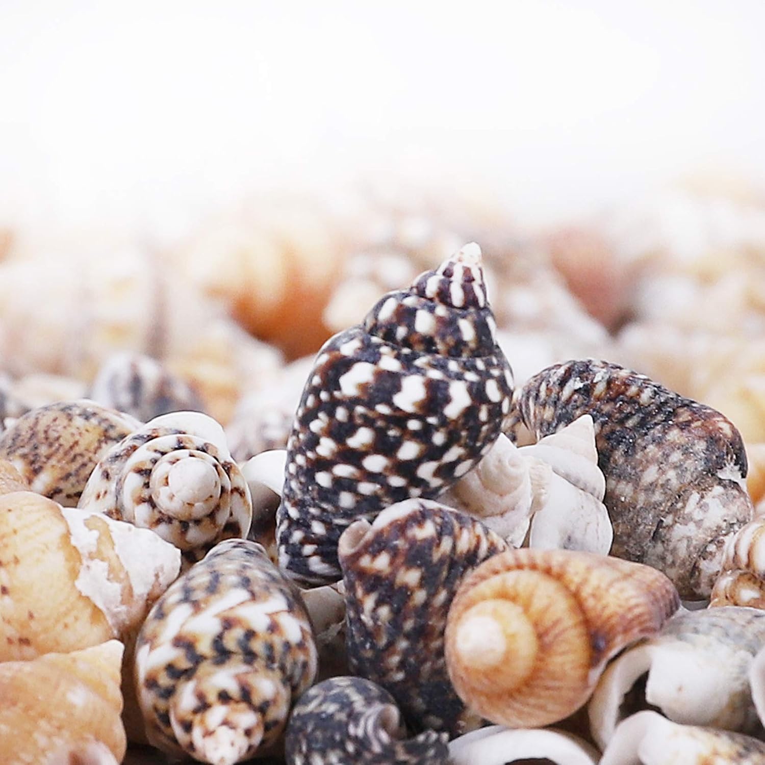 5000PCS Tiny Sea Shells Spiral Conch Shells Craft Charms for Home Decorations Candle Making Wedding Decor DIY Crafts Fish Tank and Beach Vase Filler