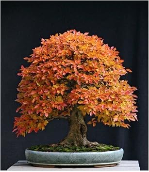 Dashing Look Liquidambar Bonsai Ağacı Tohumu 5 Adet Bonsai Ağacı Tohumu TH-8777963100012