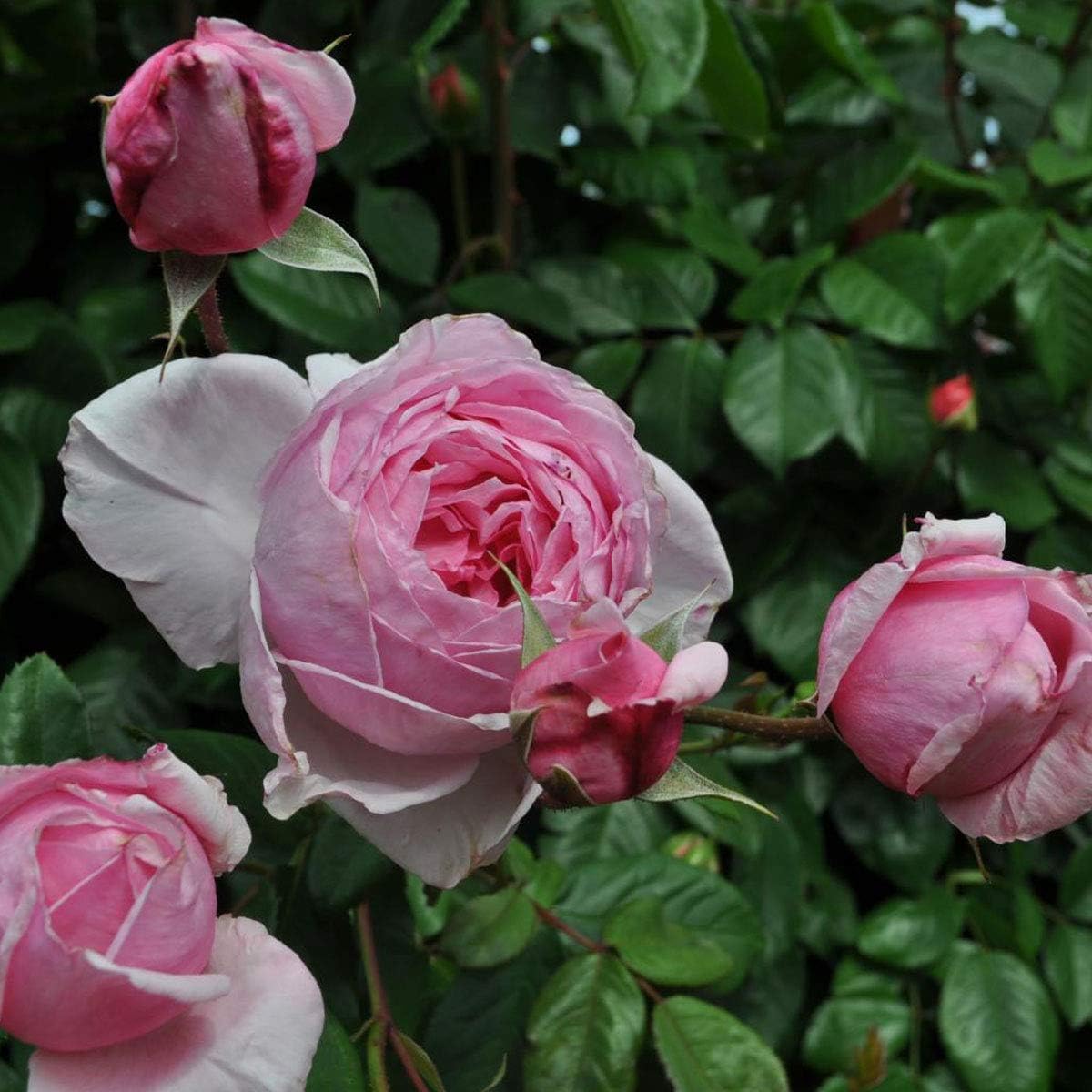 Kiss Me Kate Climbing Rose 1.5 Gal Potted Live Plant, Reblooming Fragrant Pink Flowers, Climber for Trellis, Arbor or Fence, Own Root, Stargazer Perennials