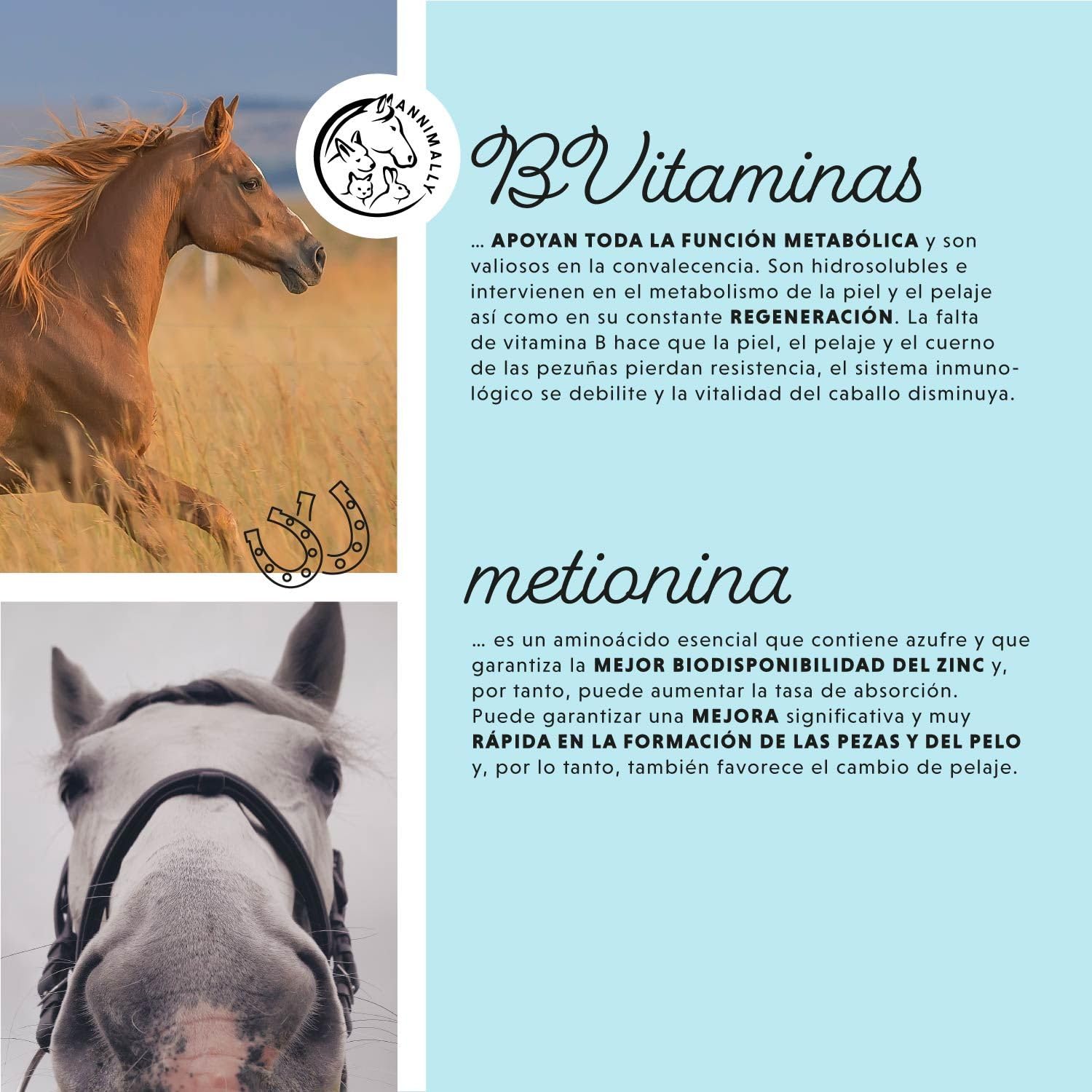 Caballo Biotina Zinc Líquido 1000 ml - Cuidado para la Piel, el Pelaje y los Cascos de los Caballos - Biotina, Zinc y MSM líquidos para un Pelaje Saludable - Cuidado del Pelaje y de los Cascos