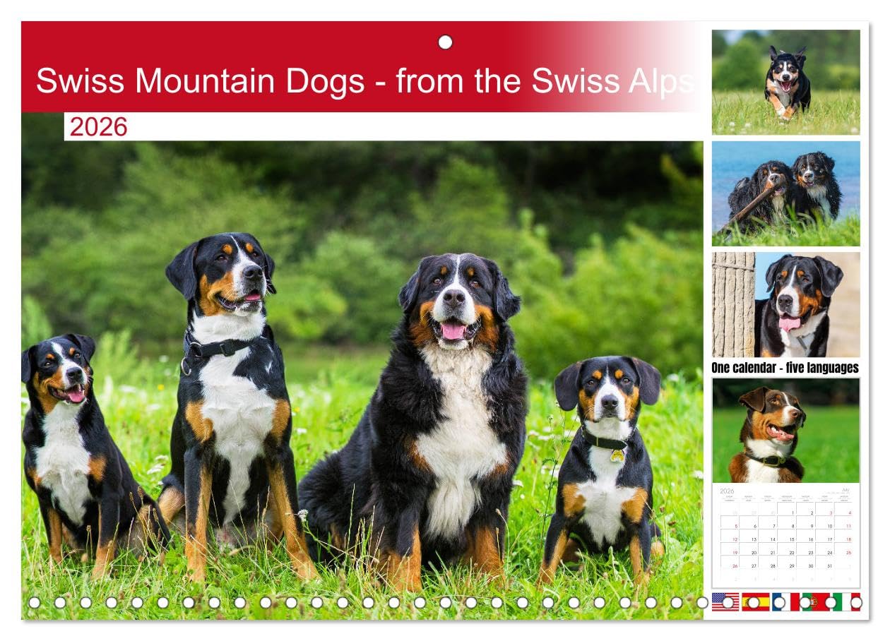 Swiss Mountain Dogs - from the Swiss Alps (Monthly Wall Calendar 2026 11.7" x 16.5" (open)), CALVENDO 14 Month Calendar
