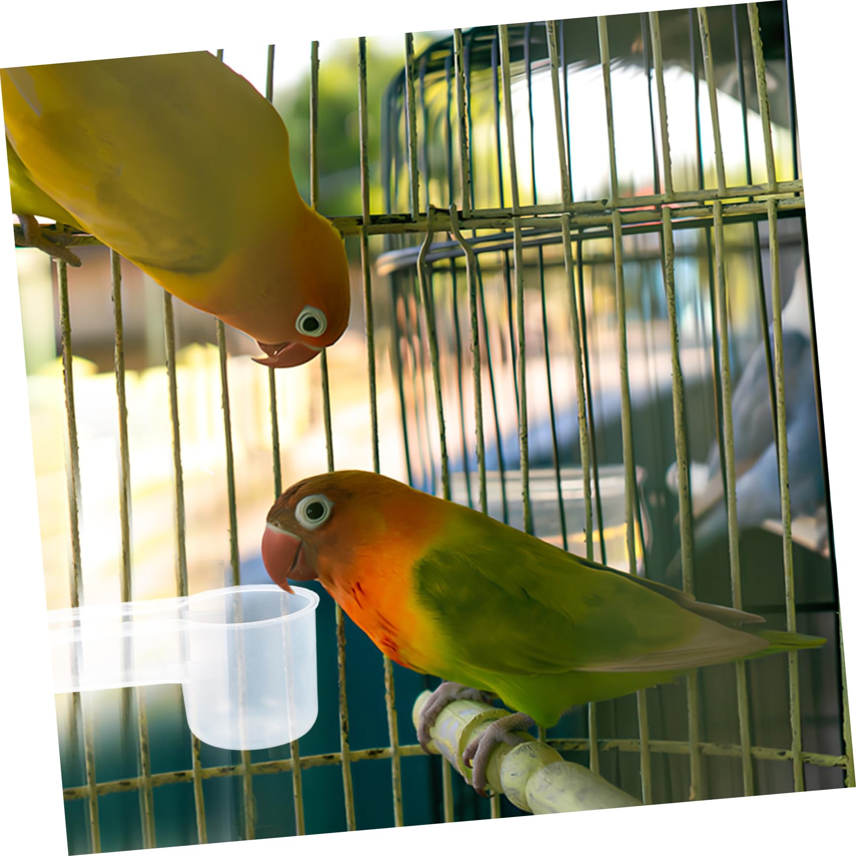 TOYANDONA Abbeveratoio per Piccioni e Uccelli in Plastica Bianco 10Pezzi Bevitori di Acqua Antifuoriuscita Facili da Pulire per Gabbia o Casa