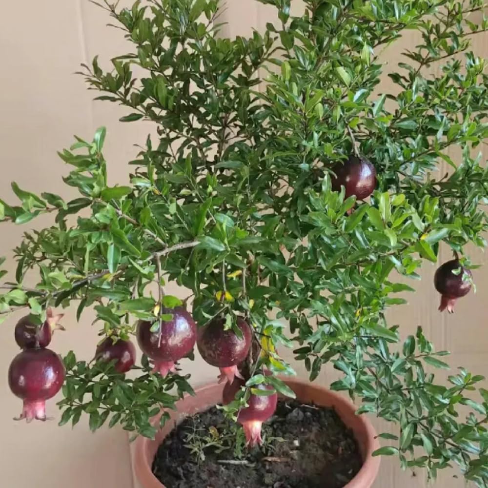 30 pcs Samen-Granatapfel sulenobstbume zimmerpflanze schattenpflanzen  winterhart frisches obst balkonpflanzen winterhart gartenpflanzen  winterhart mehrjhrig topfpflanzen gewchshaus : Amazon.de: Garten