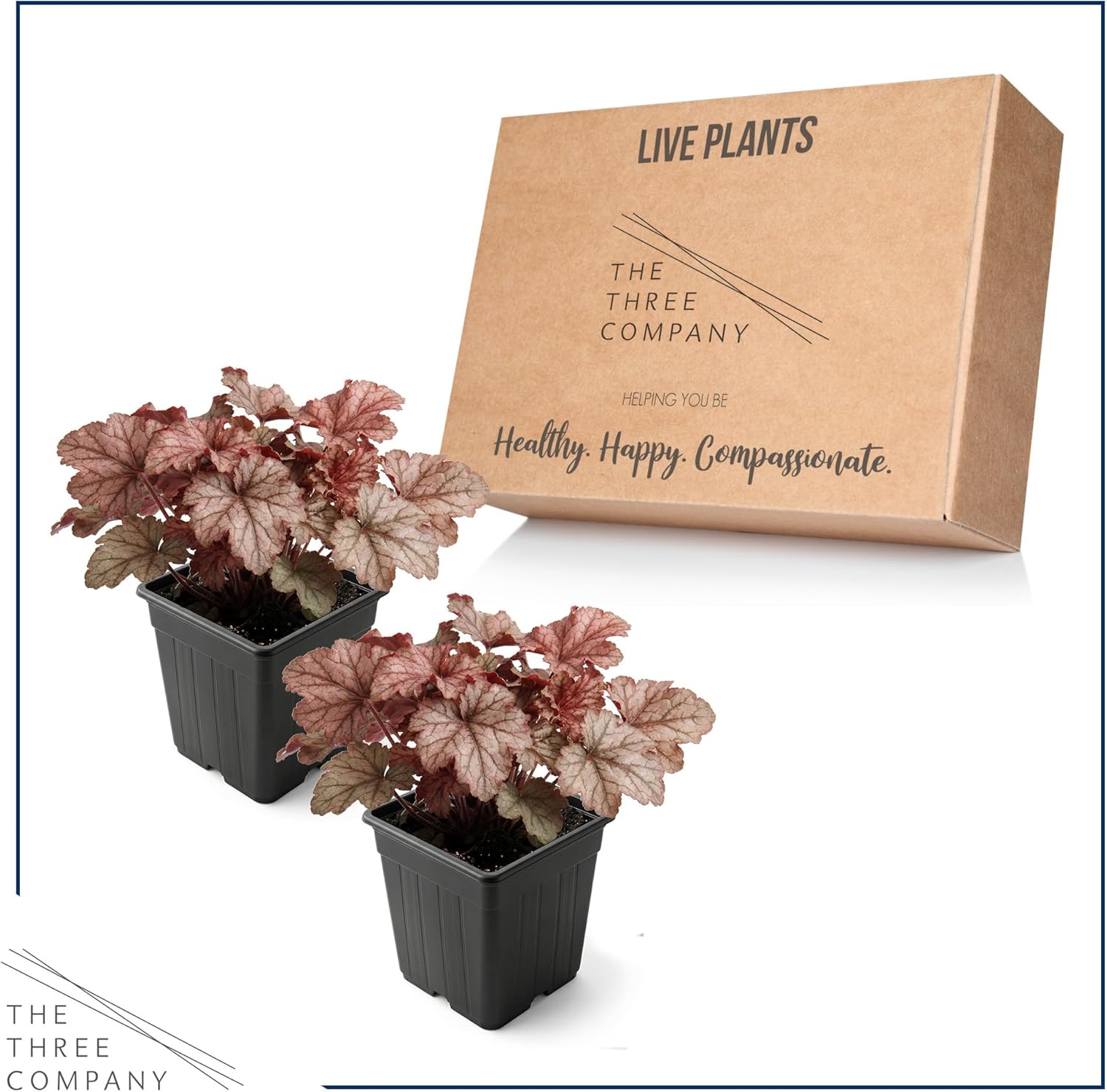 Live Heuchera Coral Bells 2-Pack – Peach Parfait – Shade Perennial Foliage Plant, 10” Tall, 1 Qt Pot