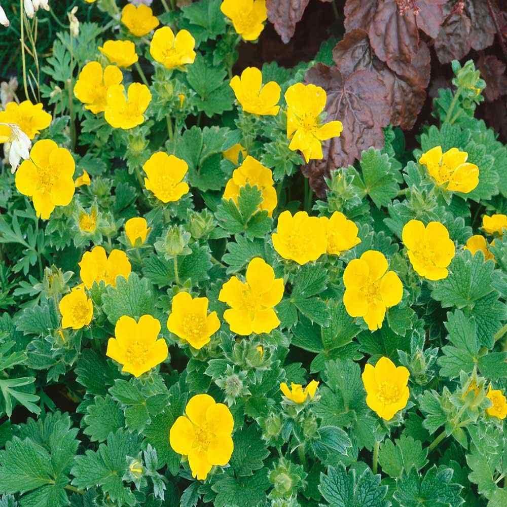 Outsidepride 500 Seeds Perennial Potentilla Gold Sovereign