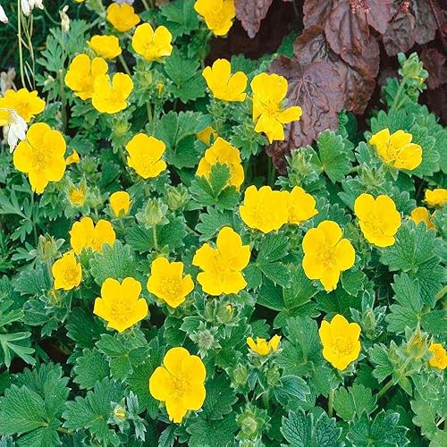 Miniatura 7 de Outsidepride Cinquefoil Gold Sovereign Potentilla Semillas  1000 semillas de flores perennes, fáciles de cultivar con altura compacta para
