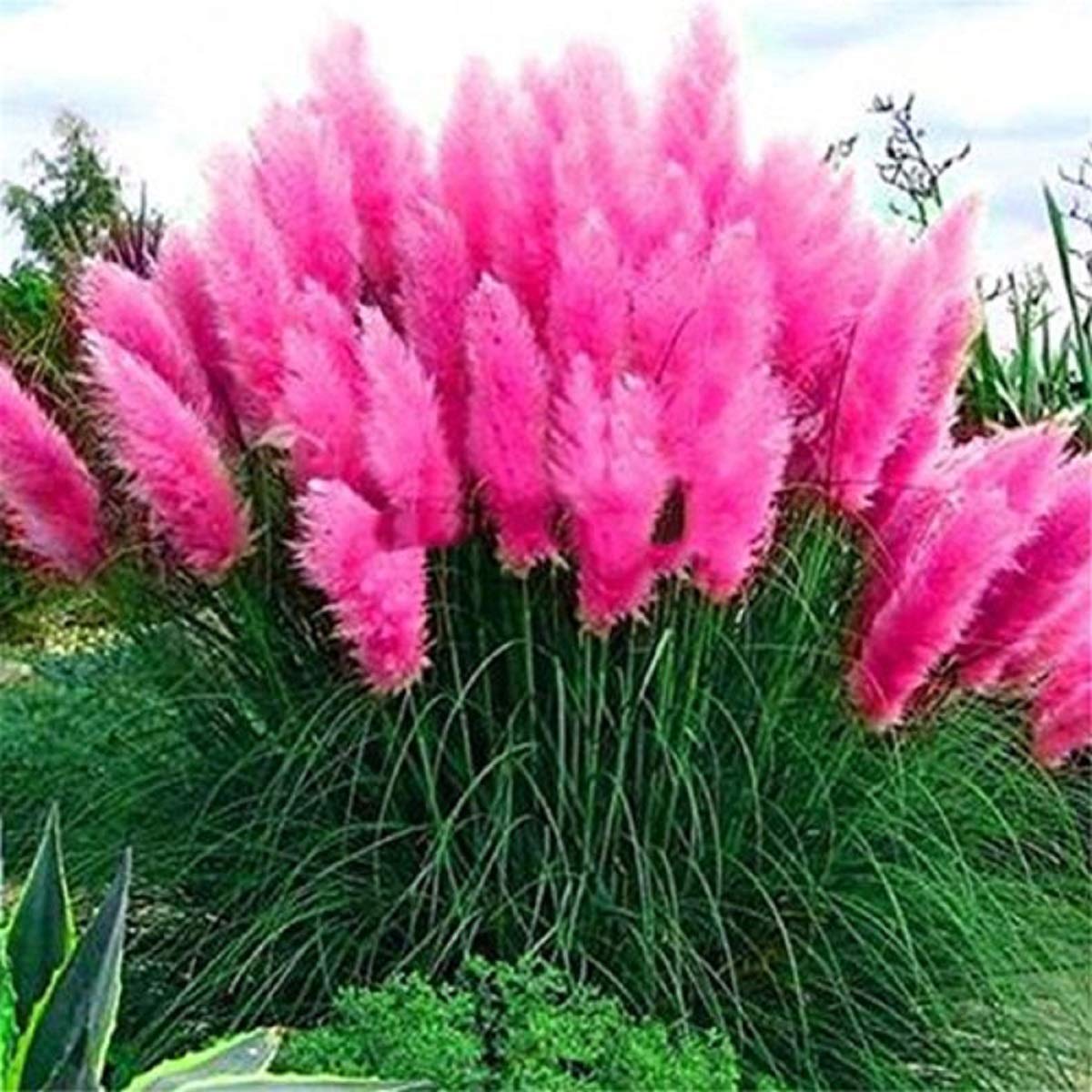 Set Frosthartes Amerikanisches Pampasgras Cortaderia Ziergras im Topf 10x rosa