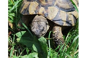 Grow Tort Herbivore Fodder Plot with All Natural Russian Tortoise Forage Mix