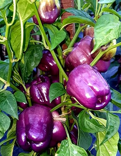 Miniatura 4 de Semillas de pimiento morrón morado lila dulce para plantar, más de 50 semillas tradicionales por paquete, semillas de jardín de Isla (semillas de