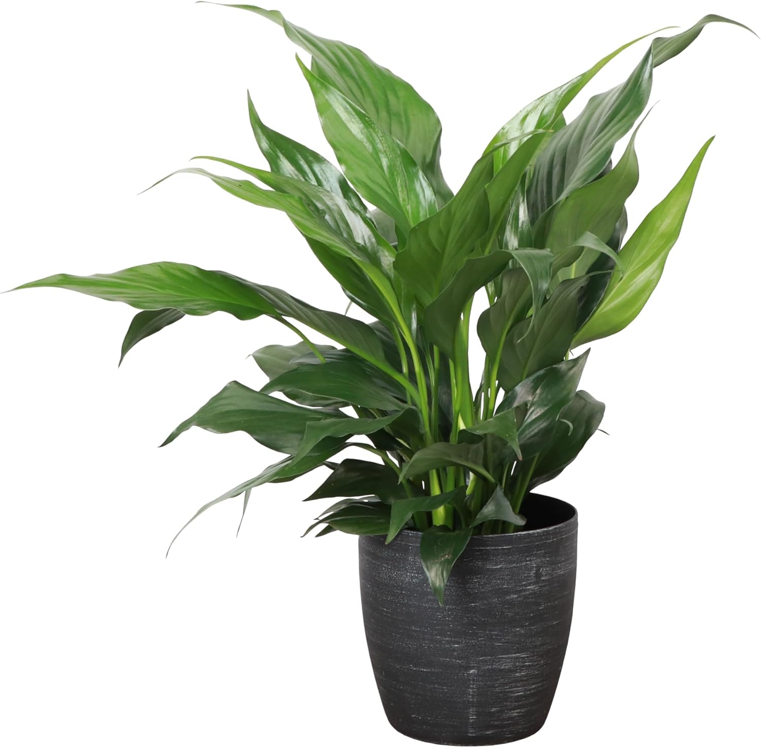 Thorsen's Greenhouse Live Peace Lily Plant, Spathyphylum, Low Light, Natural Air Purifier Live Indoor Plant, 4" Diameter Pot (Brushed Silver, 4-inch Pot)