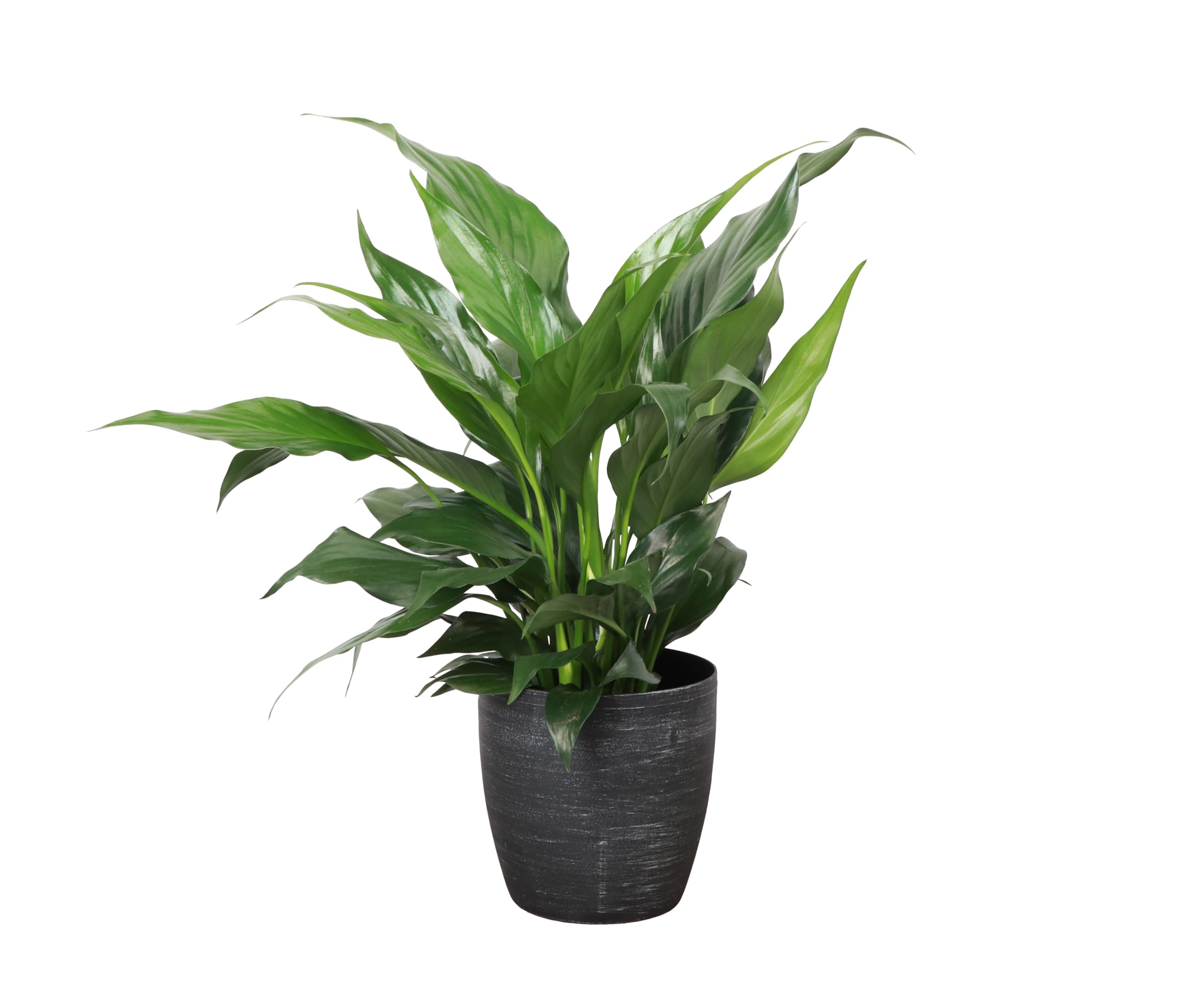 Thorsen's Greenhouse Live Peace Lily Plant