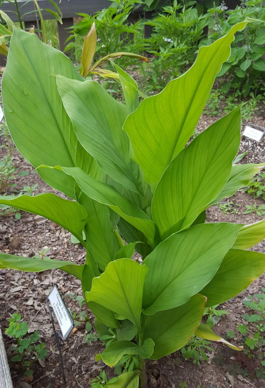 Creative Farmer Live Turmeric/Haldi Medicinal Plants (B086QBGRFG) Amazon Price History, Amazon Price Tracker