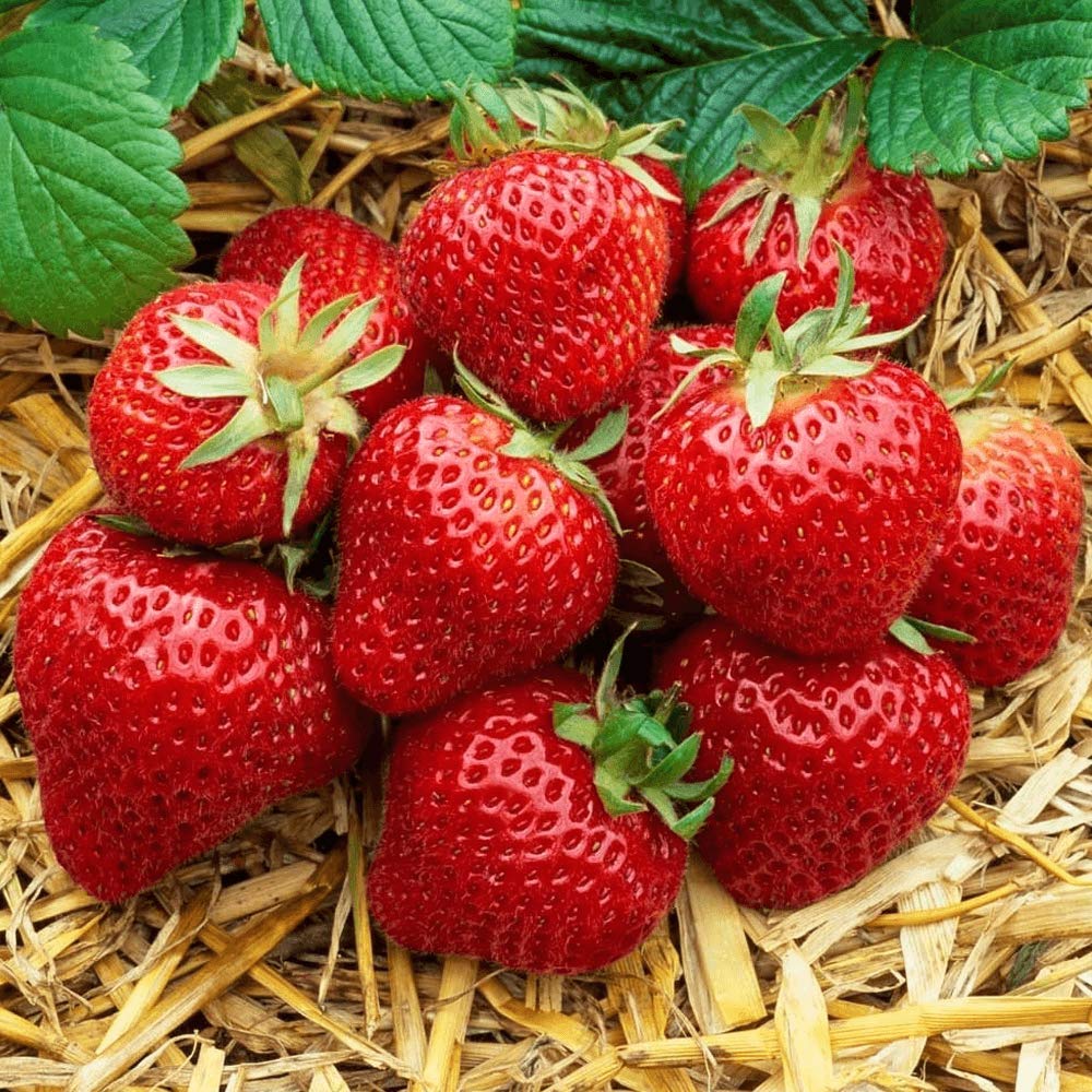 Carbeth Plants Strawberry Bare Roots - Ready to Plant Plant Runners - High Yielding Easy to Grow Soft Fruit - Sweet Homegrown Strawberries for Gardens, Pots & Hanging Baskets (Honeoye, 24)