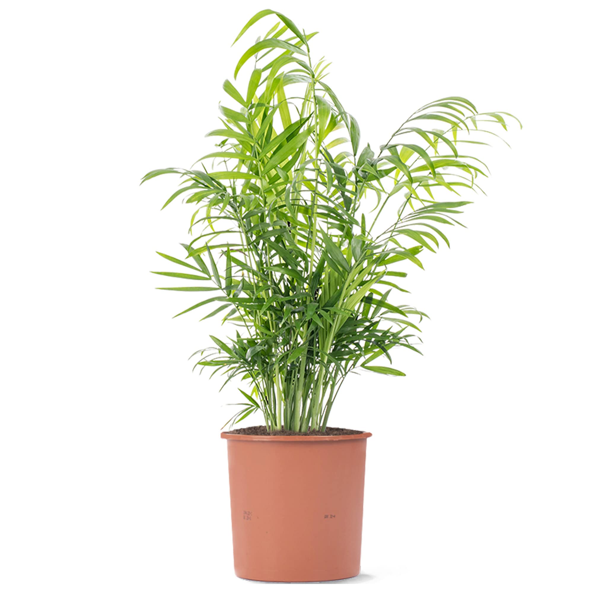 Parlour Palm Evergreen Indoor Houseplant | Tall Air Purifier for Home | Chamaedorea Elegans in Pot | 35-45cm (Incl. Pot)