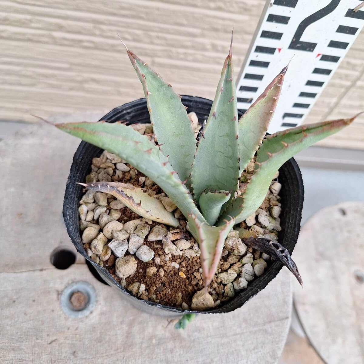 確認用 アガベ 吉祥天 2株 子株付き 抜き苗 【公式通販】