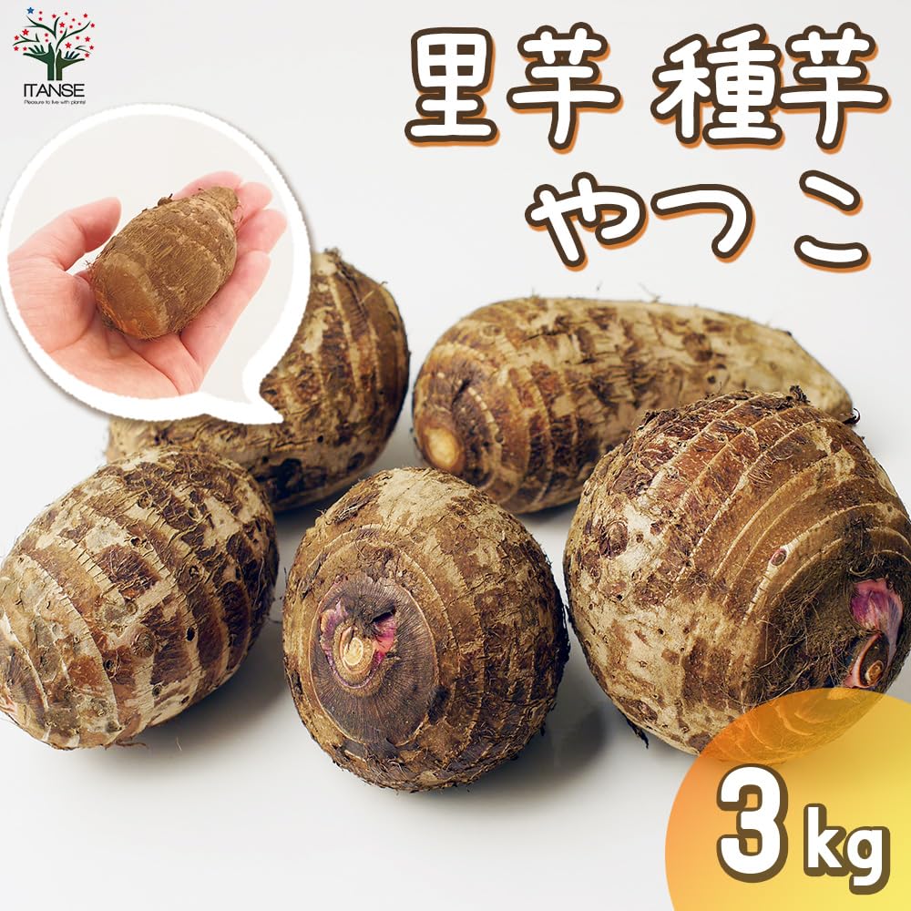 Amazon.co.jp: ITANSE サトイモの種芋 品種：八つ子(やつこ) 3kg
