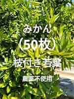 Amazon.co.jp: みかんの葉 若葉（50枚）農薬 柑橘類 葉 餌
