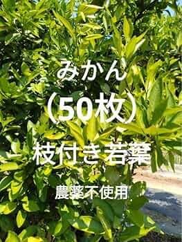 Amazon.co.jp: みかんの葉 若葉（50枚）農薬 柑橘類 葉 餌 アゲハ幼虫