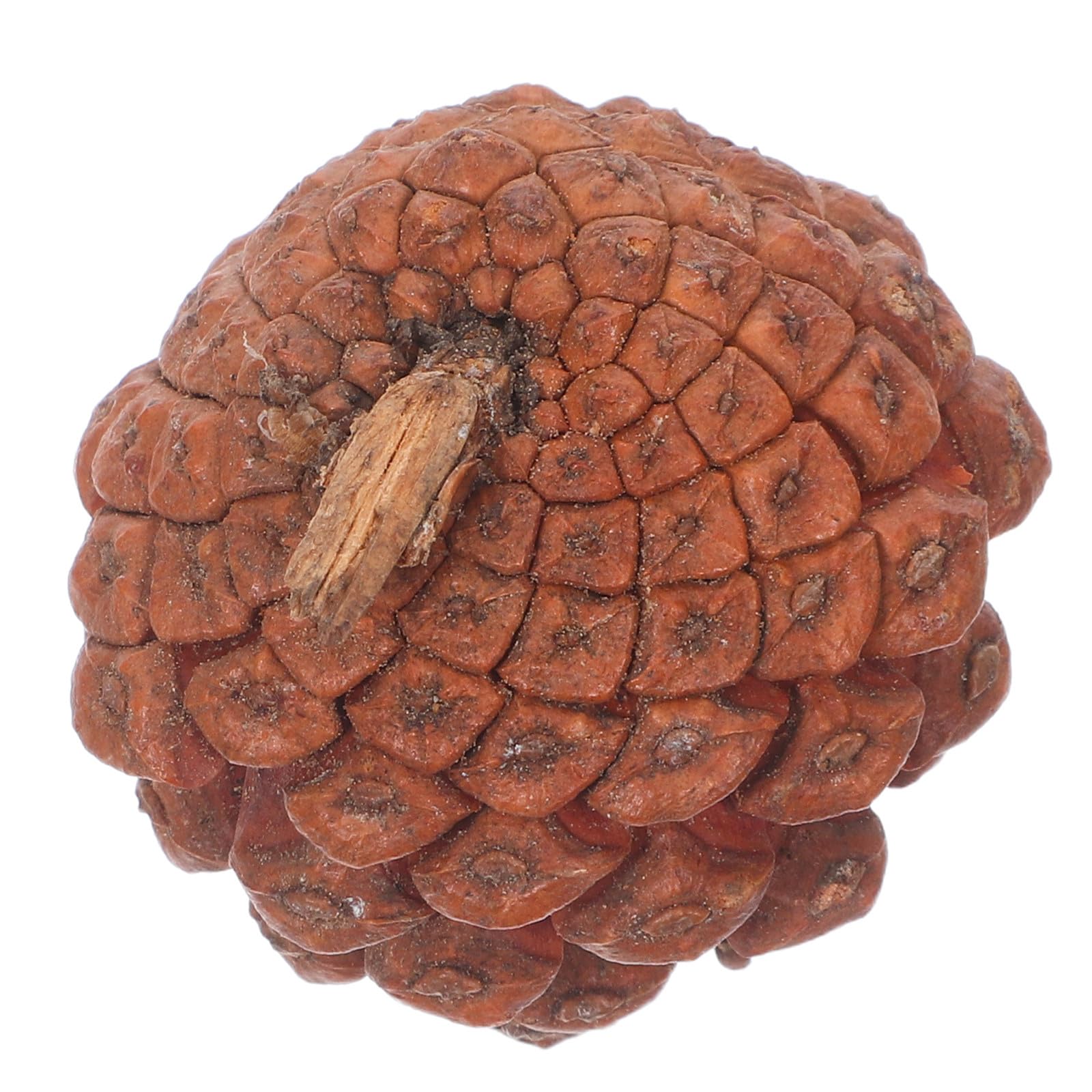 INOOMP 120 piñas para Manualidades: piñas en Miniatura para Decorar Fiestas navideñas y Coronas navideñas.